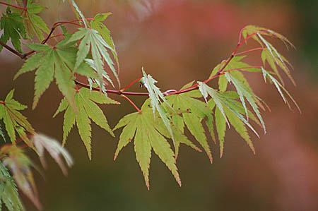 今日はお花を摘んできました。昨日は昭和記念公園へ。_f0030085_14445425.jpg