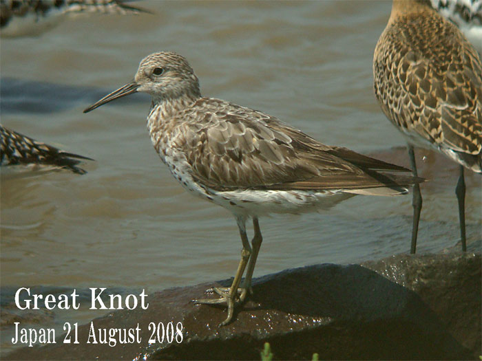 オバシギ５　Great Knot / Calidris tenuirostris_c0071489_8285730.jpg