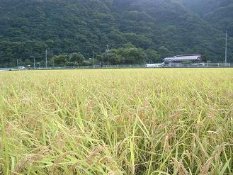 黄金の棚田_d0087595_85264.jpg