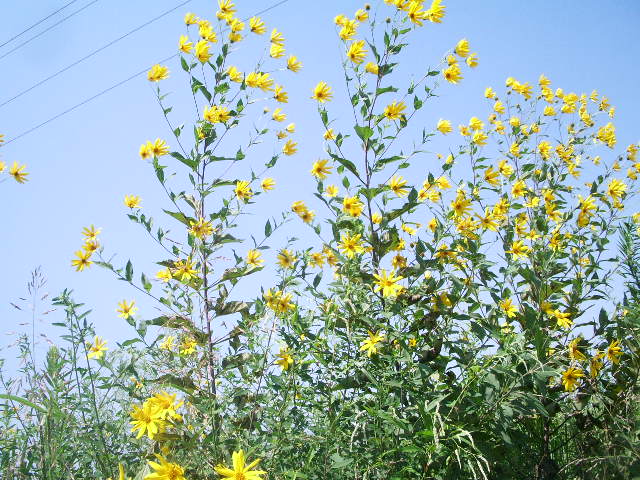 菊芋なの？　犬菊芋なの？_e0025300_1319441.jpg