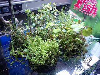 水草いろいろ入荷!ADA侘び草も充実しています!_b0141806_312965.jpg