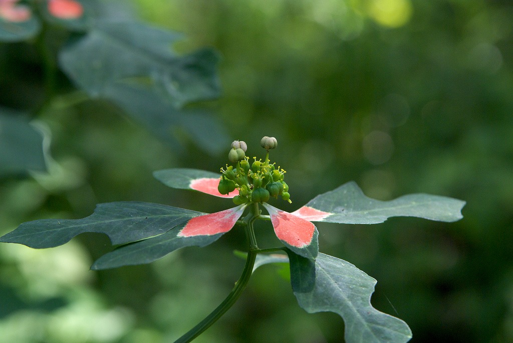 ショウジョウソウの花（トウダイグサ科）_d0053930_198926.jpg