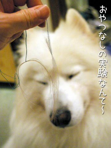 あなたの色に染められ黒岡助手_c0062832_15275420.jpg