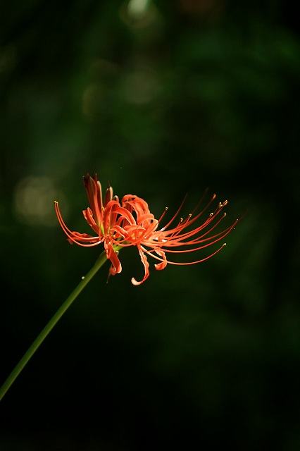 小石川植物園の彼岸花_e0052135_21181437.jpg