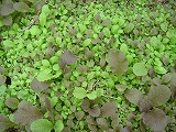 f0167635_5124628.jpg