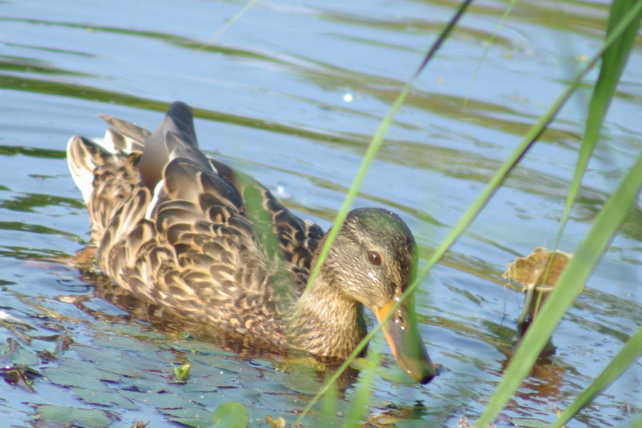 池のカモさん　―平岡公園―_f0152939_4293389.jpg