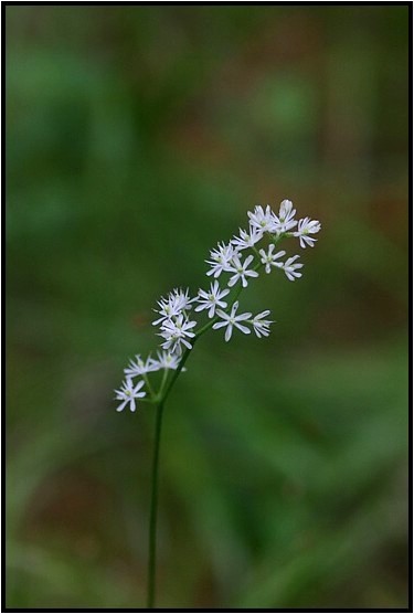 明智の森の湿地に咲く花 野草風薫