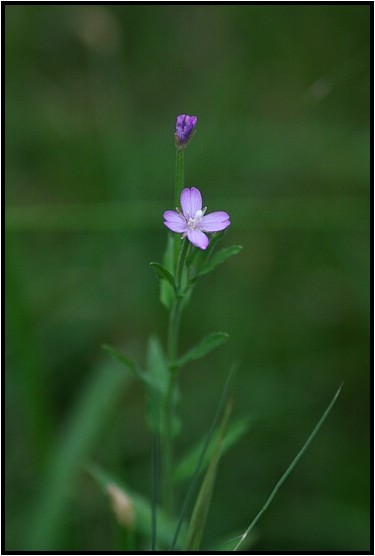 明智の森の湿地に咲く花 野草風薫