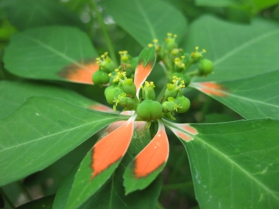 お宮の参道で出会った花々～_e0139859_23313225.jpg