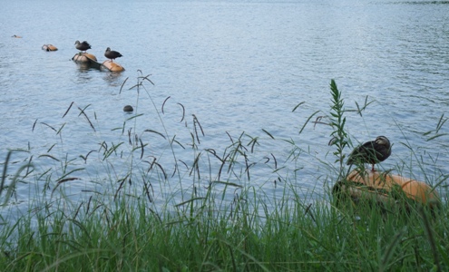d0153294_1175469.jpg