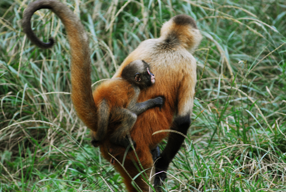 日本平動物園_f0108813_20294712.jpg