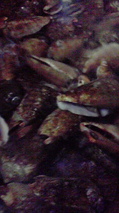 a0044019_15402629.jpg