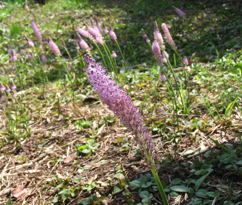 城ヶ島の花、など_f0029921_22551538.jpg