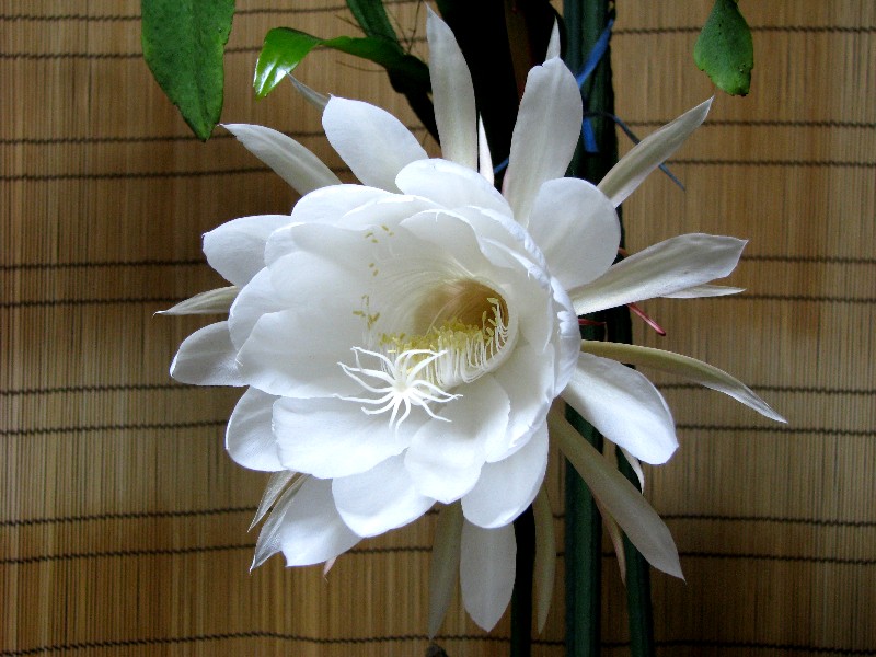 月下美人_a0004023_21481625.jpg