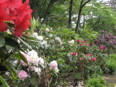 弘前城植物園*2008.05.25_b0147224_1275558.jpg