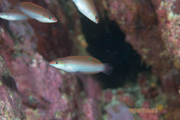 ホンベラ幼魚_d0101133_17171762.jpg