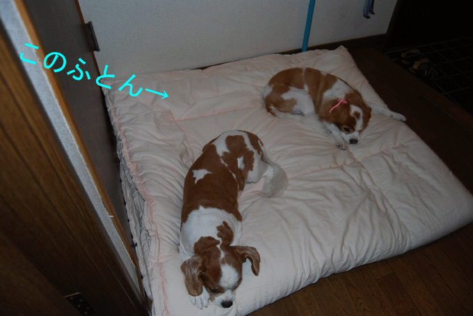 c0136838_18393247.gif