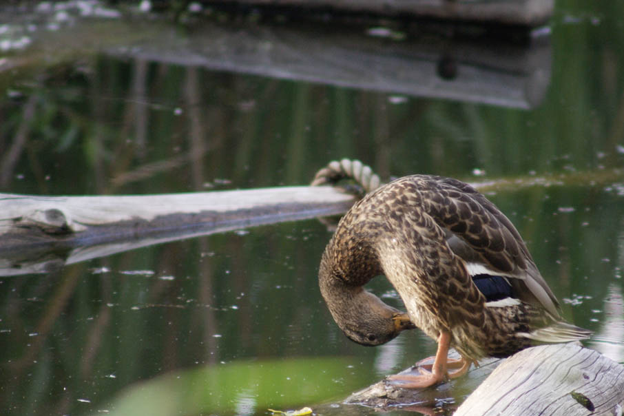 池のカモさん　―平岡公園―_f0152939_456656.jpg