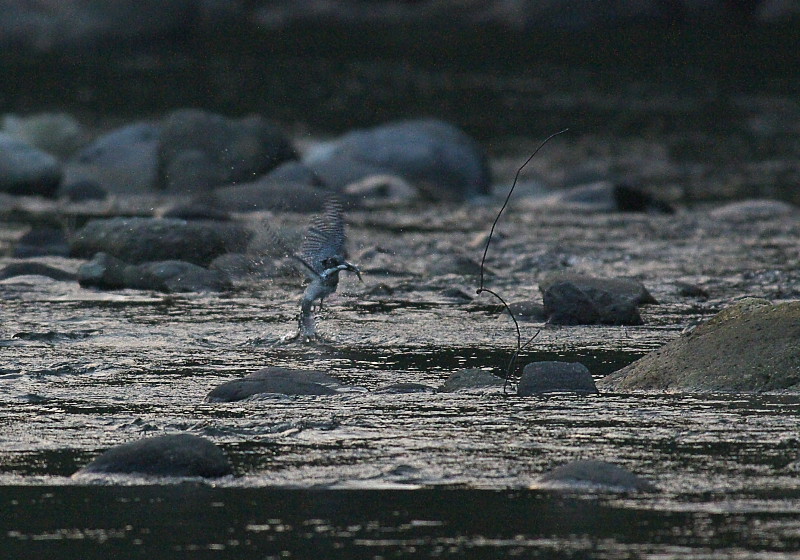 b0109942_6283019.jpg