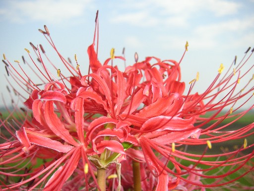 b0088444_22364261.jpg