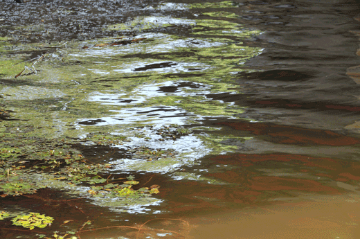 c0093046_71944.gif