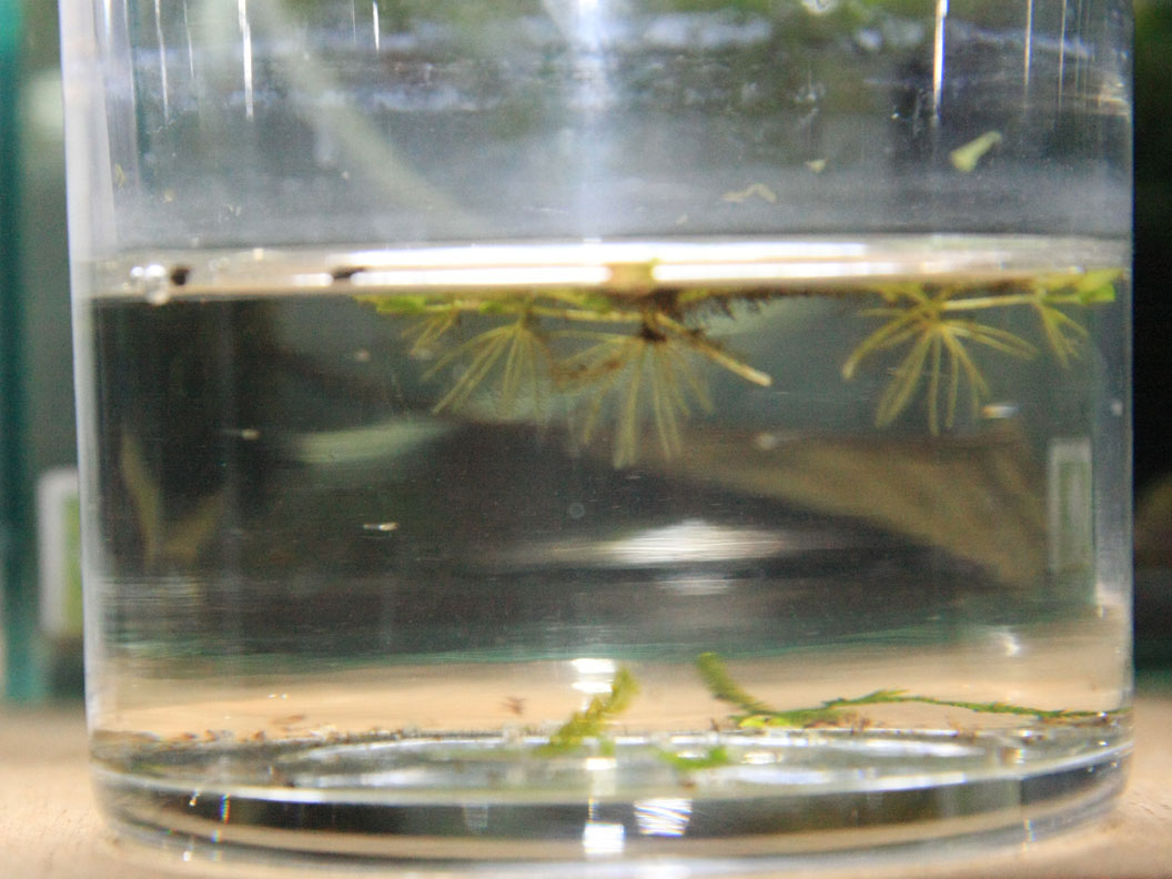 Ｃｏｎｇｏｐａｎｃｈａｘ(Ｐｏｒｏｐａｎｃｈａｘ)　ｂｒｉｃｈａｒｄｉ 稚魚_a0057754_238354.jpg