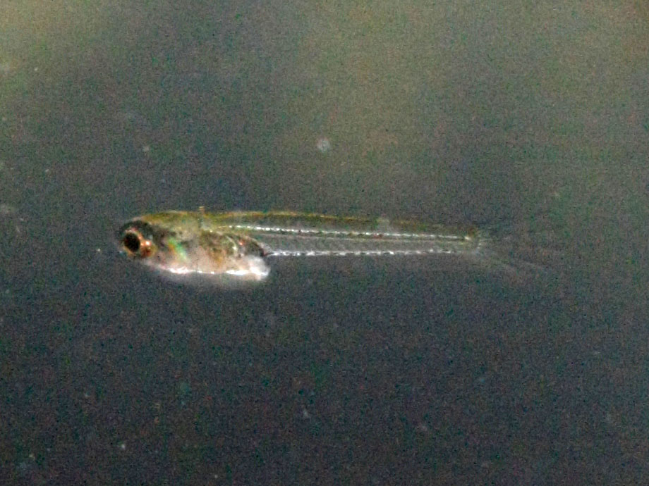 Ｃｏｎｇｏｐａｎｃｈａｘ(Ｐｏｒｏｐａｎｃｈａｘ)　ｂｒｉｃｈａｒｄｉ 稚魚_a0057754_2384770.jpg