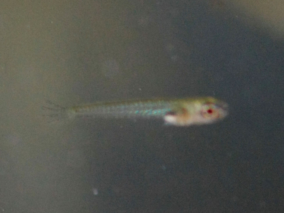 Ｃｏｎｇｏｐａｎｃｈａｘ(Ｐｏｒｏｐａｎｃｈａｘ)　ｂｒｉｃｈａｒｄｉ 稚魚_a0057754_2391731.jpg