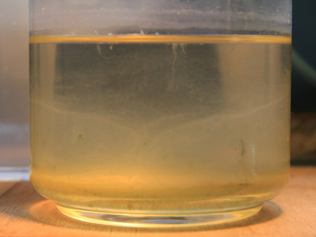 Ｃｏｎｇｏｐａｎｃｈａｘ(Ｐｏｒｏｐａｎｃｈａｘ)　ｂｒｉｃｈａｒｄｉ 稚魚_a0057754_2492910.jpg