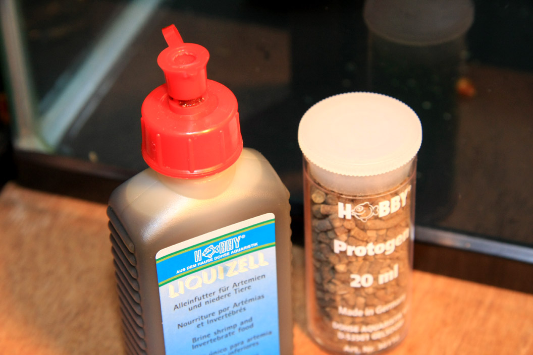 Ｃｏｎｇｏｐａｎｃｈａｘ(Ｐｏｒｏｐａｎｃｈａｘ)　ｂｒｉｃｈａｒｄｉ 稚魚_a0057754_2495945.jpg