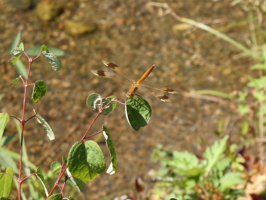 c0108863_22411961.jpg