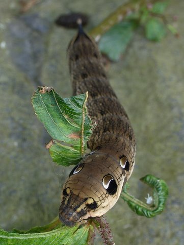 ベニスズメの幼虫 こんなものを見た