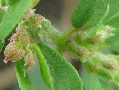 コニシキソウ(小錦草)_c0085874_1691120.jpg