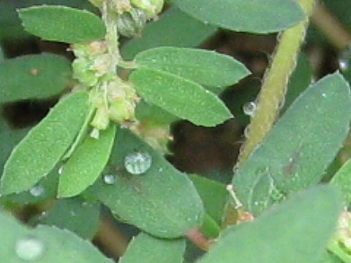 コニシキソウ(小錦草)_c0085874_1694547.jpg