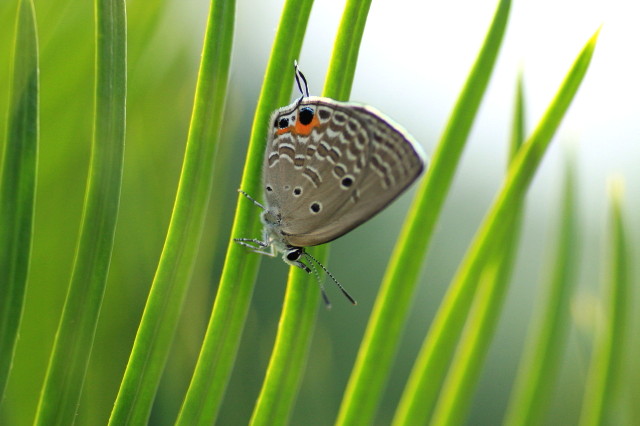 クロマダラソテツシジミチョウ_c0148777_1875528.jpg