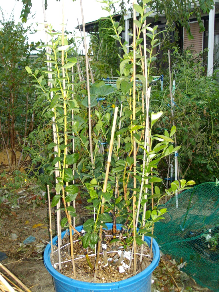 我が家の多品種接ぎ木 ブルーベリーの育て方 栽培 ブルーベリー ノート Blueberrynote