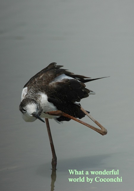 旅鳥の季節　焼津にて_b0075193_124916.jpg