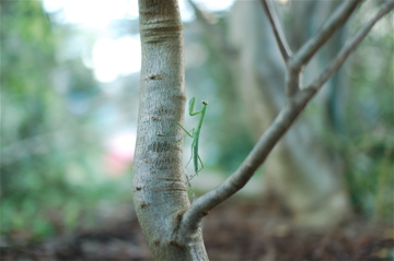 カマキリとオリーブ_b0143293_2036187.jpg