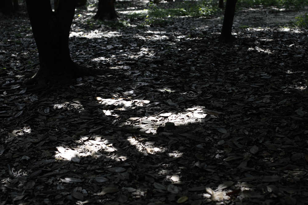 今日もSIGMA 50mm F1.4 EX DG HSM テスト_c0145198_17585277.jpg