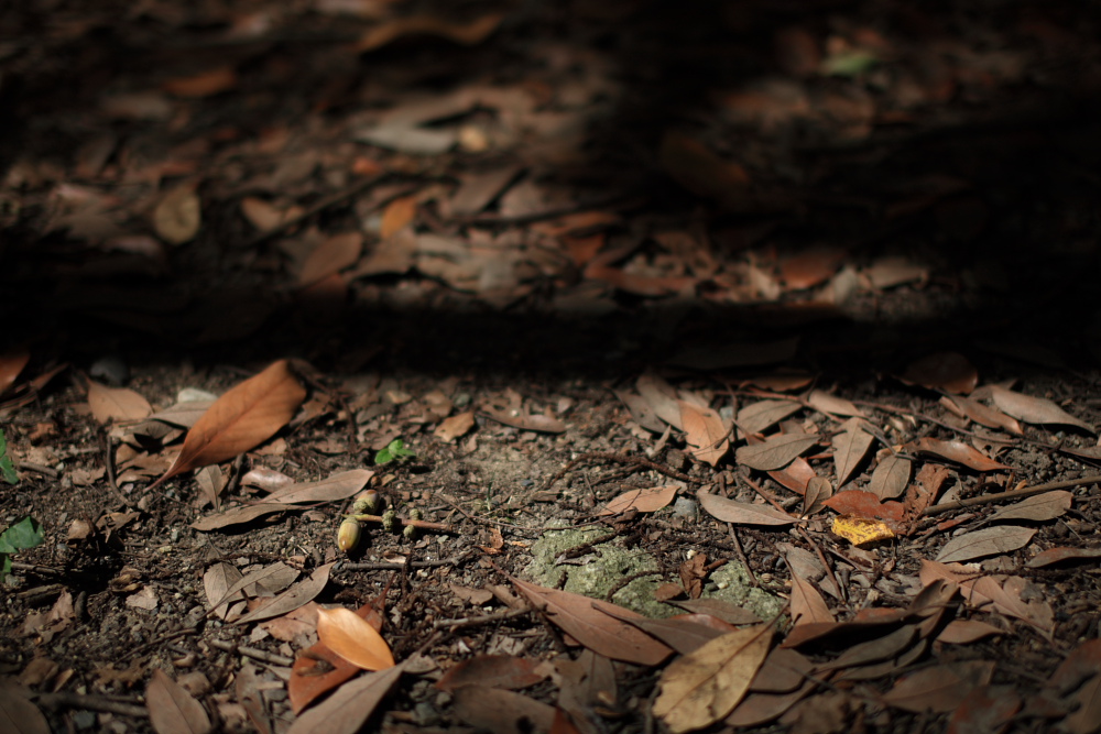 今日もSIGMA 50mm F1.4 EX DG HSM テスト_c0145198_1759265.jpg