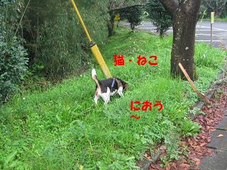 雨の公園には。。猫さんが_d0104209_2145457.jpg