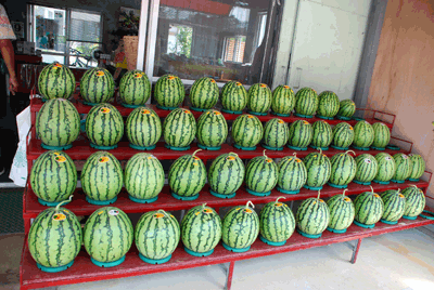 c0164514_22412712.gif