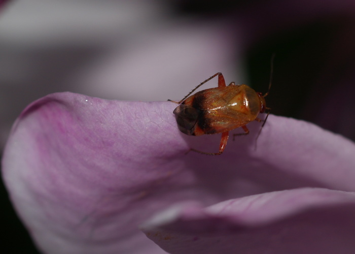 何カスミカメ？_c0116915_16234521.jpg