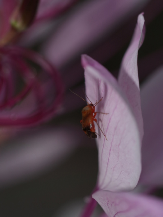 何カスミカメ？_c0116915_16262197.jpg