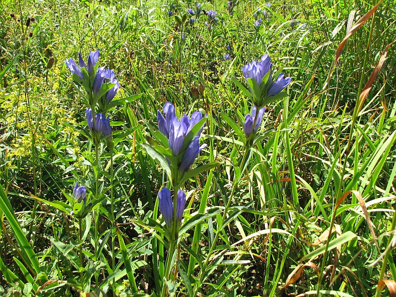 高原に咲くリンドウの花_c0036317_20433127.jpg