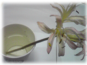 今年も秋の花シーズン_c0024018_17582997.jpg