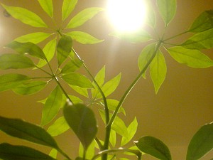 #381_e0071923_527339.jpg