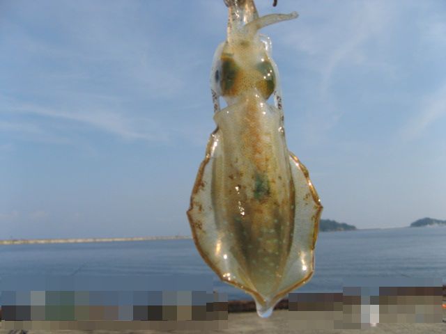  秋アオリ釣行  (高級魚だった編・・・)_c0168626_19424597.jpg