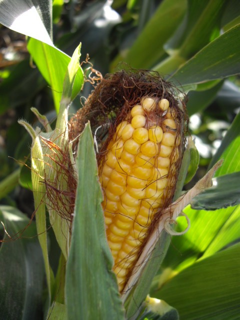 d0104926_662969.jpg
