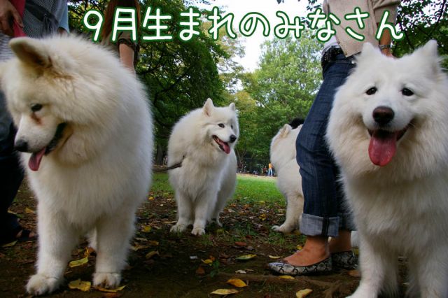 9月のお誕生会_c0062832_1536198.jpg